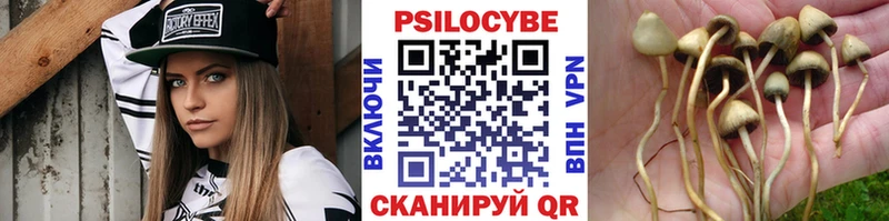 продажа наркотиков Новый Уренгой Псилоцибиновые грибы Psilocybine cubensis